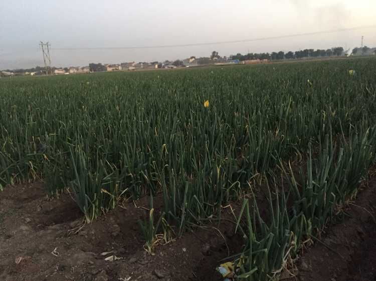 章丘大蔥走上國宴餐桌 蔥田里賺起了門票錢